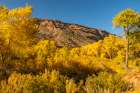 USA, New Mexico, Jemez National Recreation Area. Cottonwood trees around stream. Art Print